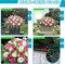 Artificial Cemetery Flowers Saddle – Pink & White Silk Rose Headstone Bouquet, Outdoor Grave Decoration, UV-Resistant Memorial Arrangement